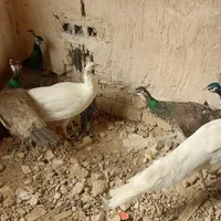 طاوس  ۶ تا یکجا|پرنده|مشهد, راهنمایی|دیوار