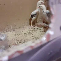 جوجه اوشامواصیلمعاوضه با دانه پارس|حیوانات مزرعه|مزرعه کتول, |دیوار