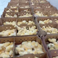 جوجه گوشتی پرداخت در محل