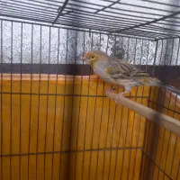 قناری اوپال مناسب جوجه کسی