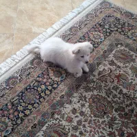 سگ پامر|سگ|قزوین, |دیوار