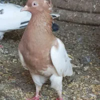 زاغ شاه بال سفید/کله زرد