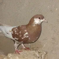 سلام هردوکبوتر گرفتنی هستن مال هر عزیزی خبر بده