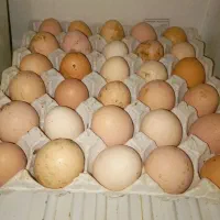 تخم مرغ بومی