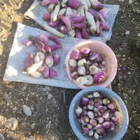 تُرب و شَلغم|خوردنی و آشامیدنی|گلوگاه, |دیوار