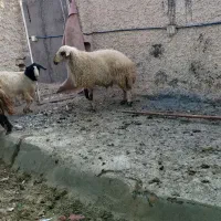 دو عدد قوچ ۲ساله