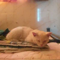 گربه بریتیش سفید