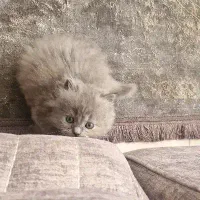 بریتیش بلو...لانگ هیر