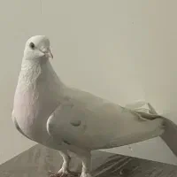 ماده پرشی