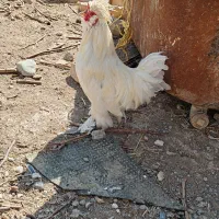 غاز جوان 5عدد|حیوانات مزرعه|قزوین, |دیوار