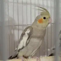 عروس هلندی جوجه دستی وسالم