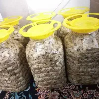 قارچ بلانچ