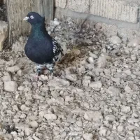کفتر کله سیاه ماده