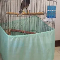 مرغ مینا نر سخنگو