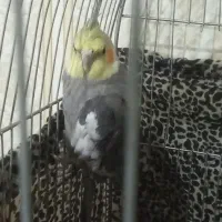 عروس هلندی آهوی وسیامون وابلق|پرنده|قرچک, زیبا شهر|دیوار