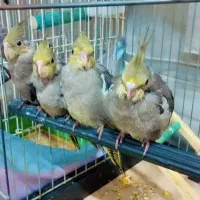 عروس هلندی ۵۰۰تومن|پرنده|قم, آزادگان|دیوار