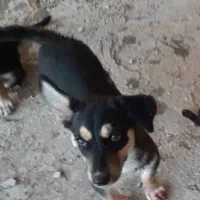 سگ ژرمن مو کوتاه
