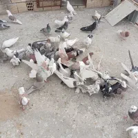 تعدادیکبوترپرشی بشرط پرش خیلی عالی