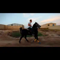 فروش اسب کرد