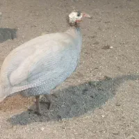 مرغ شاخدار (سیساک)