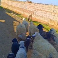 13 راس گوسفند بره دار همه جوان|حیوانات مزرعه|تبریز, |دیوار