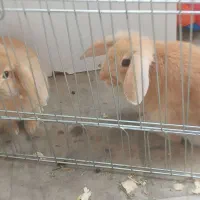 دوعدد خرگوش زبل و زرنگ