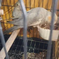 جوجه عروس هلندی