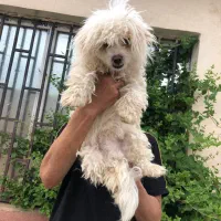 سگ پودل ۱ساله