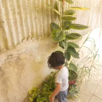 درختچه فیکوس ۲متری وگل پتوس ابلق معاوضه باپرنده|گل و گیاه طبیعی|مشهد, مصلی (کارمندان اول)|دیوار
