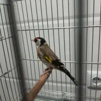 سره نره دوسال رام