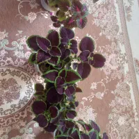 گل زیبا|گل و گیاه طبیعی|بروجرد, |دیوار