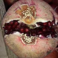 انار دون قرمز آبدار ساوه بصورت عمده|حراج|ساوه, |دیوار