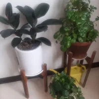 ۶تاگل باپایها همه باهم ۲۵۰۰