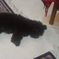 سگ پودل مشکی|سگ|کرج, مصباح|دیوار