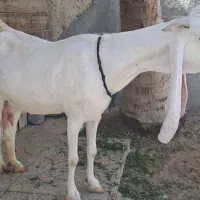 بز گلابی جوان