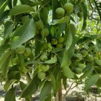 انواع نهال زودبازده و پربار میوه‌ و خشکبار|خدمات باغبانی و درختکاری|تکاب, |دیوار