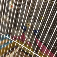 عروس هلندی مولد به شرط جوجه دهی|پرنده|کرج, شهرک سهرابیه|دیوار