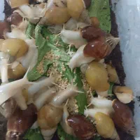 حلزون پرورشی آچاتینا آفریقایی برای کلاژن سازی پوست