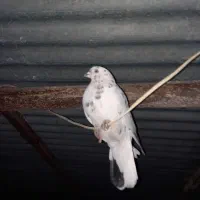 کبوتر|پرنده|یاسوج, |دیوار