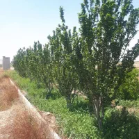 4000متر زمین مجوز گلخانه معاوضه با خودرو
