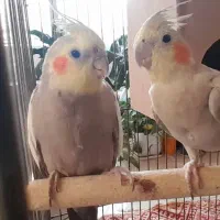 جفت عروس هلندی|پرنده|برخوار, |دیوار