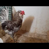 خروس گلین محلی اصل|حیوانات مزرعه|شیراز, سعدیه جنوبی|دیوار