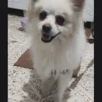 سگ اشپیتز پت روباهی