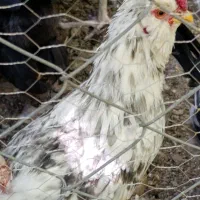 سه عدد خروس گلین اصیل ۵ ماهه