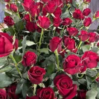 100شاخه رز هلندی فقط3/500(شاخه ای هم 35)