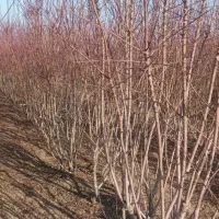 بادام دیرگل پیوندی|خدمات باغبانی و درختکاری|بروجرد, |دیوار