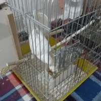 عروس هلندی|پرنده|نیر (اردبیل), |دیوار