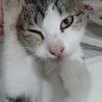 گربه بازیگوش