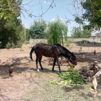 اسب|اسب و تجهیزات اسب‌سواری|شهریار, اصیل آباد|دیوار