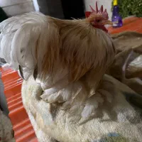 کوشین های زینتی